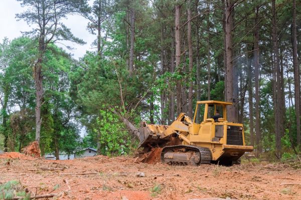 Forestry Clearing in Lawrence