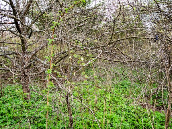 Underbrush Clearing in Lawrence