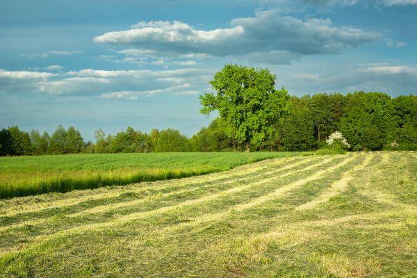 Vegetation Removal in Lawrence
