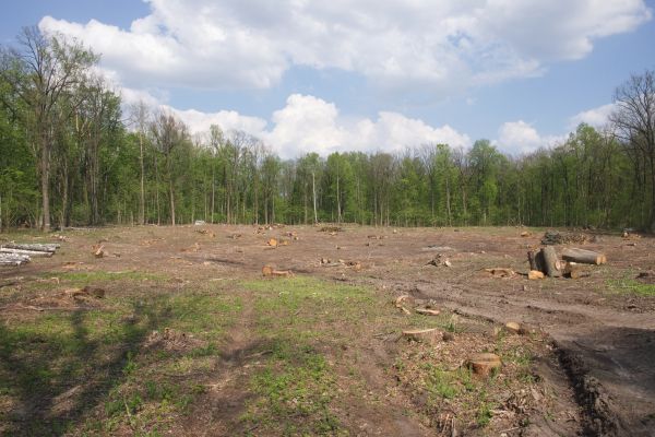 Pasture Clearing in Lawrence