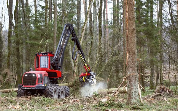 Forest Clearance Service in Lawrence