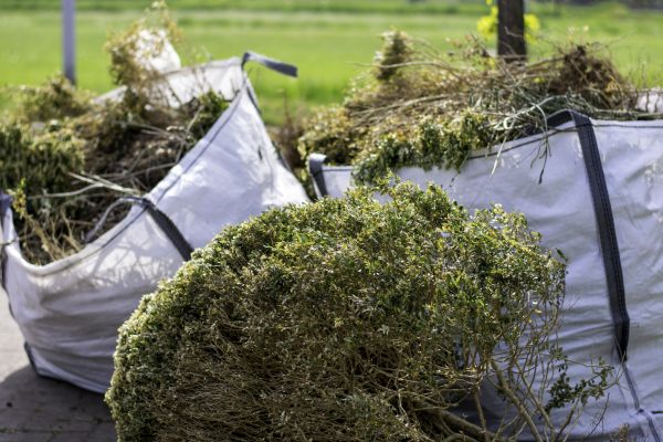Bushes Clearing in Lawrence