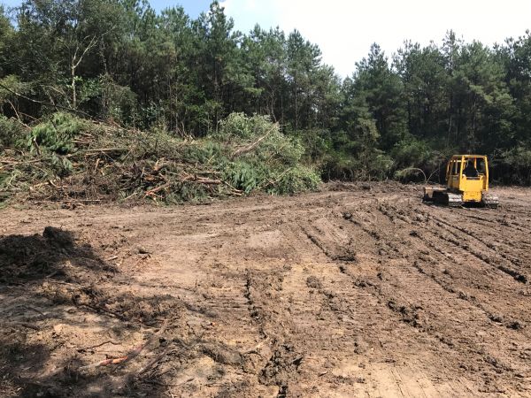 Thicket Clearing in Lawrence